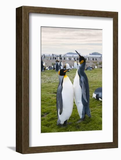 South Georgia. Salisbury Plain. King Penguins, Aptenodytes Patagonicus-Inger Hogstrom-Framed Photographic Print