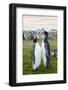 South Georgia. Salisbury Plain. King Penguins, Aptenodytes Patagonicus-Inger Hogstrom-Framed Photographic Print