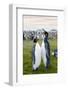 South Georgia. Salisbury Plain. King Penguins, Aptenodytes Patagonicus-Inger Hogstrom-Framed Photographic Print