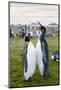 South Georgia. Salisbury Plain. King Penguins, Aptenodytes Patagonicus-Inger Hogstrom-Mounted Photographic Print