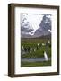 South Georgia. Salisbury Plain. King Penguins, Aptenodytes Patagonicus-Inger Hogstrom-Framed Photographic Print