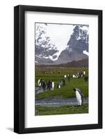 South Georgia. Salisbury Plain. King Penguins, Aptenodytes Patagonicus-Inger Hogstrom-Framed Photographic Print