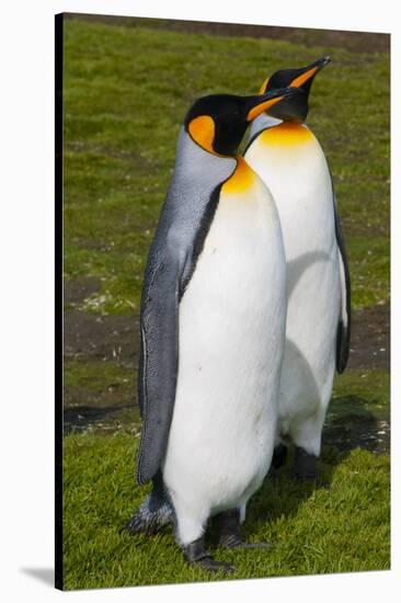 South Georgia. Salisbury Plain. King Penguins, Aptenodytes Patagonicus-Inger Hogstrom-Stretched Canvas