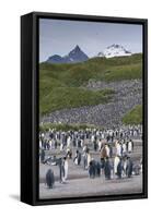 South Georgia. Salisbury Plain. King Penguins Colony-Inger Hogstrom-Framed Stretched Canvas