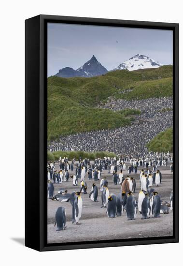 South Georgia. Salisbury Plain. King Penguins Colony-Inger Hogstrom-Framed Stretched Canvas