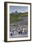 South Georgia. Salisbury Plain. King Penguins Colony-Inger Hogstrom-Framed Photographic Print