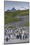 South Georgia. Salisbury Plain. King Penguins Colony-Inger Hogstrom-Mounted Photographic Print