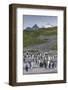 South Georgia. Salisbury Plain. King Penguins Colony-Inger Hogstrom-Framed Photographic Print