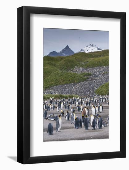 South Georgia. Salisbury Plain. King Penguins Colony-Inger Hogstrom-Framed Photographic Print