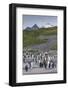 South Georgia. Salisbury Plain. King Penguins Colony-Inger Hogstrom-Framed Photographic Print