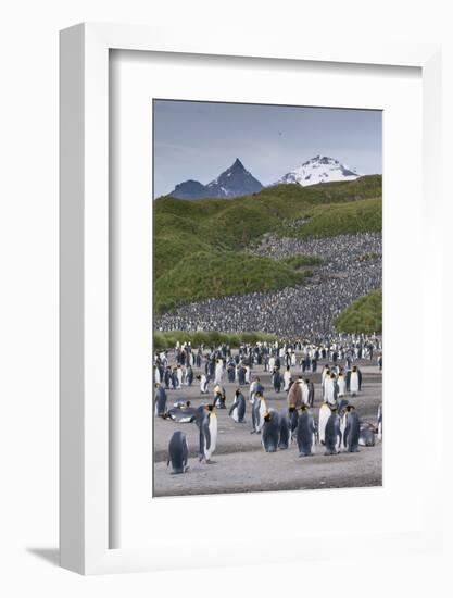 South Georgia. Salisbury Plain. King Penguins Colony-Inger Hogstrom-Framed Photographic Print