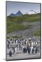 South Georgia. Salisbury Plain. King Penguins Colony-Inger Hogstrom-Mounted Photographic Print