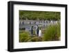 South Georgia. Salisbury Plain. King Penguins Colony-Inger Hogstrom-Framed Photographic Print