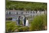 South Georgia. Salisbury Plain. King Penguins Colony-Inger Hogstrom-Mounted Photographic Print