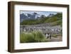 South Georgia. Salisbury Plain. King Penguins Colony-Inger Hogstrom-Framed Photographic Print