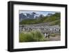 South Georgia. Salisbury Plain. King Penguins Colony-Inger Hogstrom-Framed Photographic Print