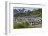 South Georgia. Salisbury Plain. King Penguins Colony-Inger Hogstrom-Framed Photographic Print