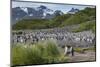 South Georgia. Salisbury Plain. King Penguins Colony-Inger Hogstrom-Mounted Photographic Print