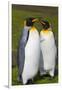 South Georgia. Salisbury Plain. King Penguins Mated Pair-Inger Hogstrom-Framed Photographic Print