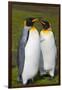 South Georgia. Salisbury Plain. King Penguins Mated Pair-Inger Hogstrom-Framed Photographic Print