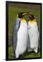 South Georgia. Salisbury Plain. King Penguins Mated Pair-Inger Hogstrom-Framed Photographic Print