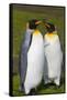 South Georgia. Salisbury Plain. King Penguins Mated Pair-Inger Hogstrom-Framed Stretched Canvas