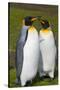 South Georgia. Salisbury Plain. King Penguins Mated Pair-Inger Hogstrom-Stretched Canvas
