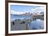 South Georgia, Salisbury Plain. Portrait of the beach at Salisbury Plain surrounded by mountains.-Ellen Goff-Framed Photographic Print