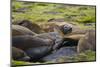 South Georgia. Southern Elephant Seals, Mirounga Leonina, Molting-Inger Hogstrom-Mounted Photographic Print