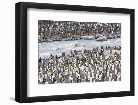 South Georgia, St. Andrew's Bay. A meltwater river flows through the colony and the penguins-Ellen Goff-Framed Photographic Print