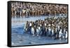 South Georgia, St. Andrew's Bay. Adult king penguins stand together at the edge of the river-Ellen Goff-Framed Stretched Canvas