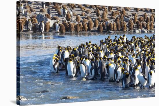 South Georgia, St. Andrew's Bay. Adult king penguins stand together at the edge of the river-Ellen Goff-Stretched Canvas