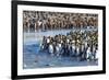 South Georgia, St. Andrew's Bay. Adult king penguins stand together at the edge of the river-Ellen Goff-Framed Photographic Print