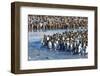 South Georgia, St. Andrew's Bay. Adult king penguins stand together at the edge of the river-Ellen Goff-Framed Photographic Print