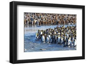 South Georgia, St. Andrew's Bay. Adult king penguins stand together at the edge of the river-Ellen Goff-Framed Photographic Print