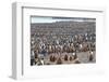 South Georgia, St. Andrew's Bay. Adults interspersed with chicks create a pattern-Ellen Goff-Framed Photographic Print