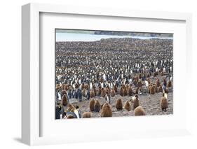 South Georgia, St. Andrew's Bay. Adults interspersed with chicks create a pattern-Ellen Goff-Framed Photographic Print