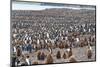 South Georgia, St. Andrew's Bay. Adults interspersed with chicks create a pattern-Ellen Goff-Mounted Photographic Print