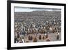 South Georgia, St. Andrew's Bay. Adults interspersed with chicks create a pattern-Ellen Goff-Framed Photographic Print