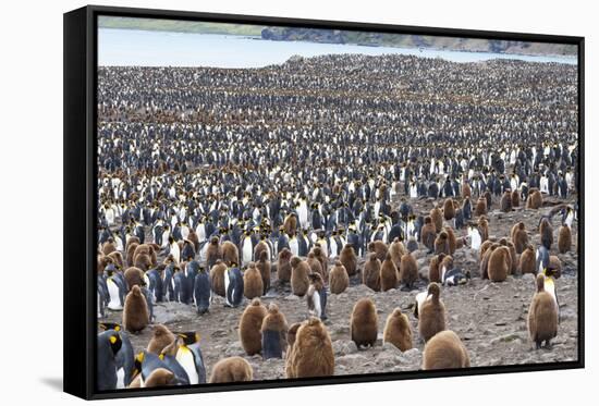 South Georgia, St. Andrew's Bay. Adults interspersed with chicks create a pattern-Ellen Goff-Framed Stretched Canvas