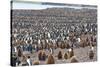 South Georgia, St. Andrew's Bay. Adults interspersed with chicks create a pattern-Ellen Goff-Stretched Canvas