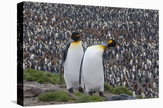 South Georgia, St. Andrew's Bay. Two adults stand together overlooking the crowded colony.-Ellen Goff-Stretched Canvas