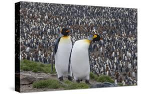 South Georgia, St. Andrew's Bay. Two adults stand together overlooking the crowded colony.-Ellen Goff-Stretched Canvas