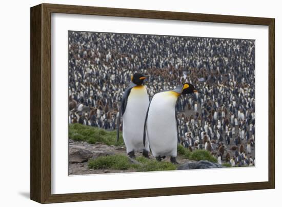 South Georgia, St. Andrew's Bay. Two adults stand together overlooking the crowded colony.-Ellen Goff-Framed Photographic Print