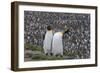 South Georgia, St. Andrew's Bay. Two adults stand together overlooking the crowded colony.-Ellen Goff-Framed Photographic Print