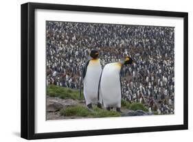 South Georgia, St. Andrew's Bay. Two adults stand together overlooking the crowded colony.-Ellen Goff-Framed Photographic Print