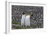 South Georgia, St. Andrew's Bay. Two adults stand together overlooking the crowded colony.-Ellen Goff-Framed Photographic Print