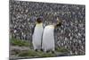 South Georgia, St. Andrew's Bay. Two adults stand together overlooking the crowded colony.-Ellen Goff-Mounted Photographic Print