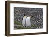 South Georgia, St. Andrew's Bay. Two adults stand together overlooking the crowded colony.-Ellen Goff-Framed Photographic Print