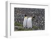 South Georgia, St. Andrew's Bay. Two adults stand together overlooking the crowded colony.-Ellen Goff-Framed Photographic Print